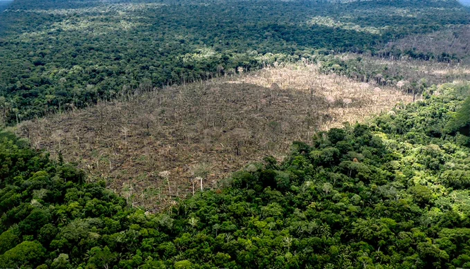 Según estudio, producción de soya provoca en Bolivia una deforestación siete veces mayor a la de Brasil
