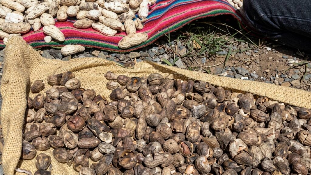 Cómo conservar comida en tiempos difíciles