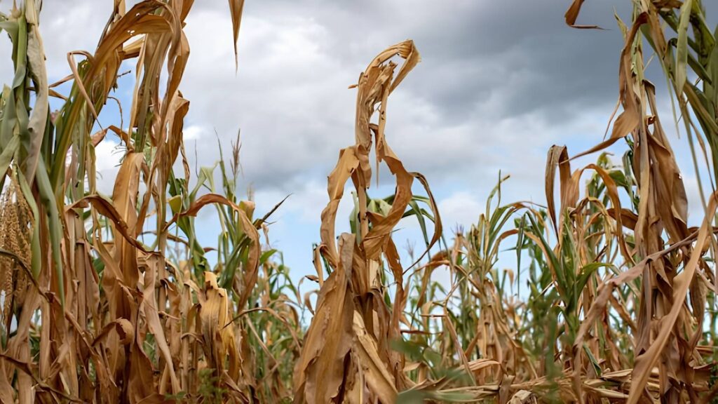 El Niño ya llega y amenaza con sacudir la inflación, materias primas y la bolsa