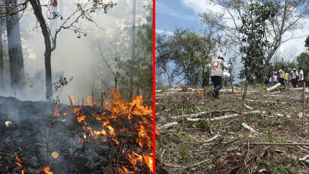 Agroecología frente a las quemas: la propuesta para salvar los bosques en Bolivia