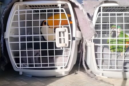 Aves rescatadas del tráfico ilegal vuelven a su hábitat