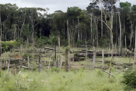 Reportaje señala a Bolivia como epicentro de la deforestación